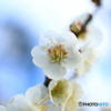 青空に白い梅の花