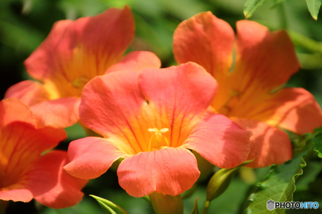 オレンジ色のお花