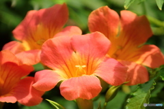 オレンジ色のお花