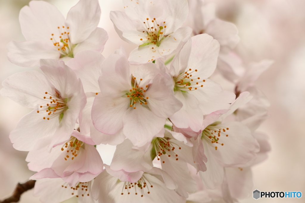 薄紅色の桜満開