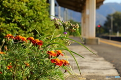 駅の片隅で輝いていたお花