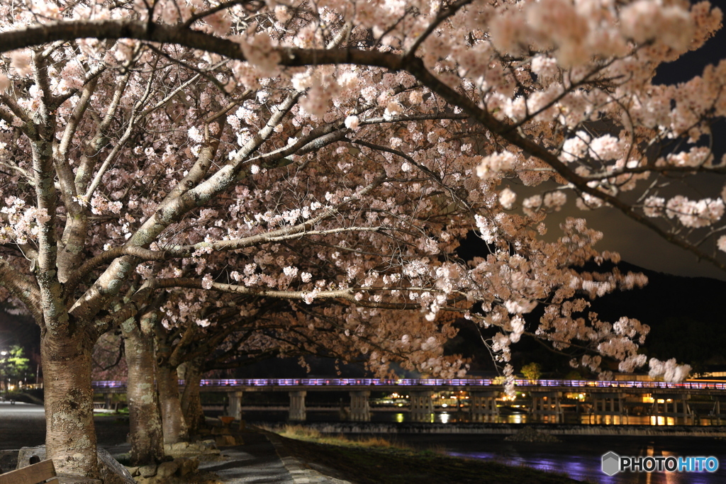 夜桜と渡月橋 #1