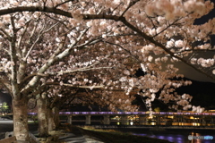 夜桜と渡月橋 #1