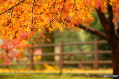 通りすがりの公園での紅葉