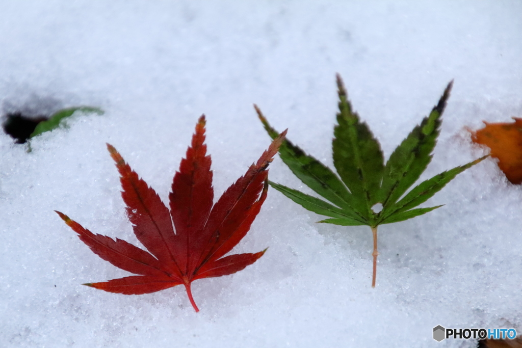 雪上の紅色＆緑色もみじ