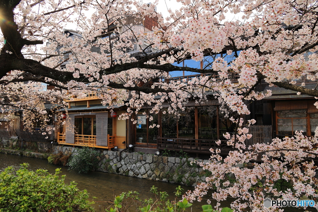 桜と街並み