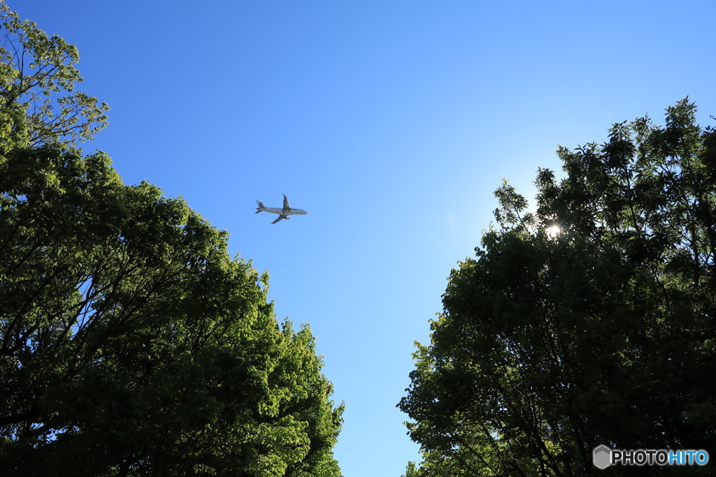 公園から見上げる空