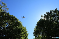 公園から見上げる空