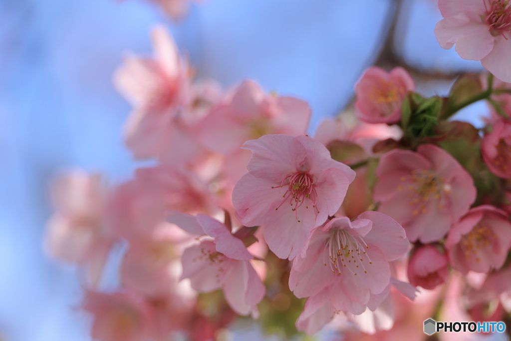 河津桜咲き始めたよ