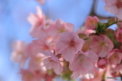 河津桜咲き始めたよ