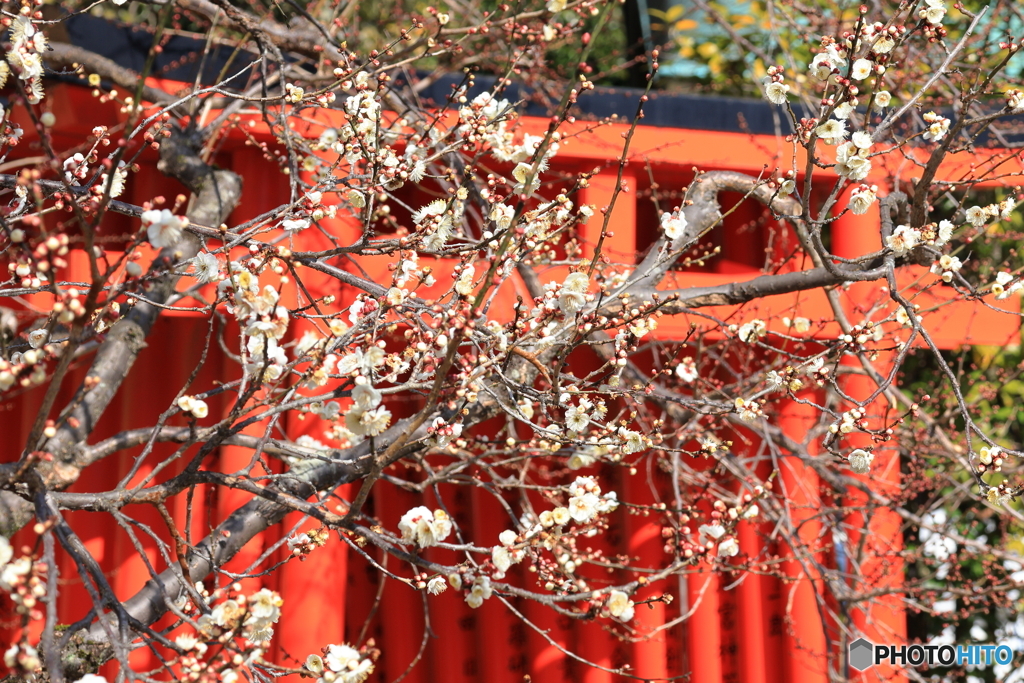 梅の花と鳥居