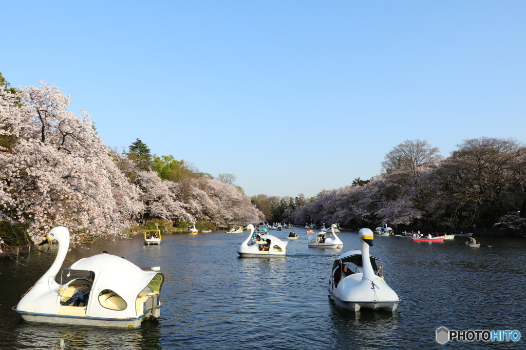 久しぶりの井の頭公園