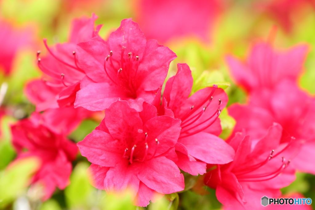 ピンクのお花 緑葉がいっぱい