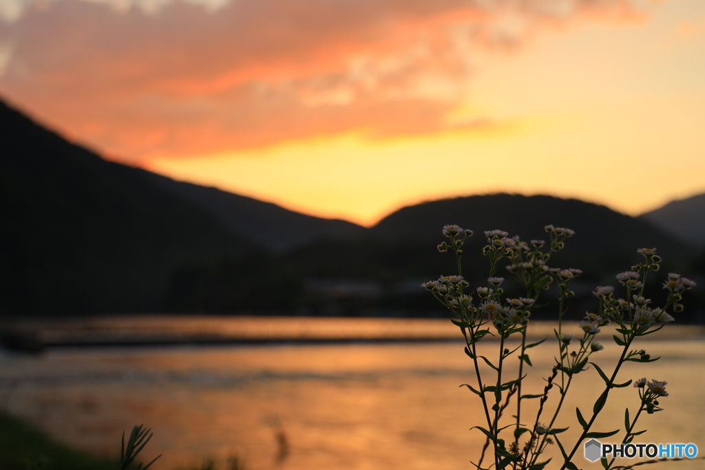 夕焼けに花をそえて