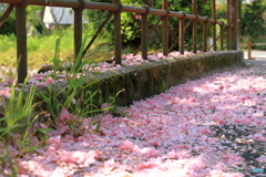 桜の花びら達