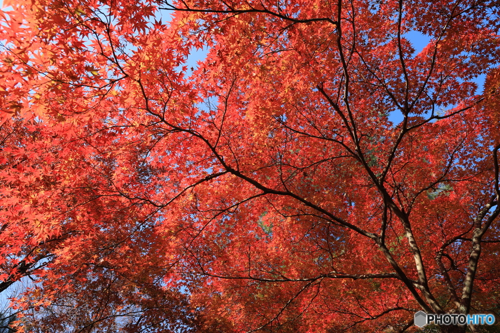 赤く燃ゆる紅葉