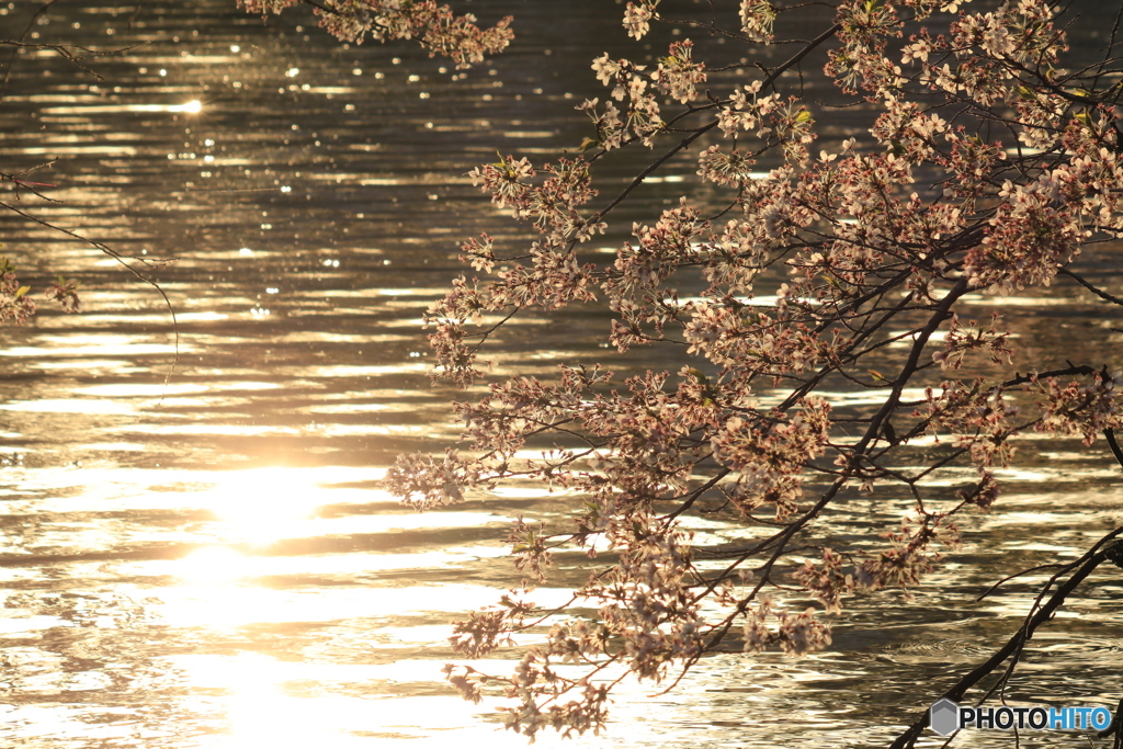 桜の花と光輝く池 Part2