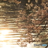 桜の花と光輝く池 Part2