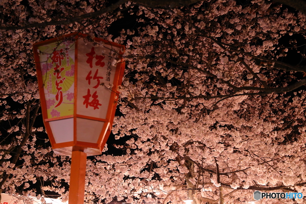 桜の下で