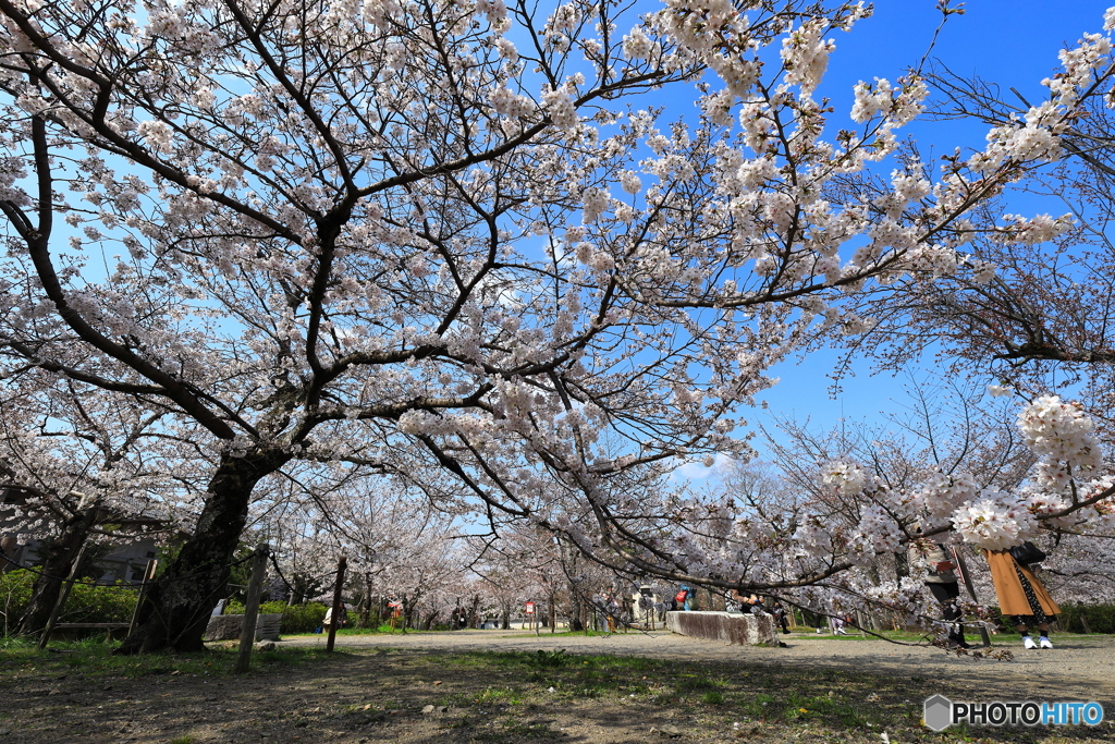 桜の木の下で