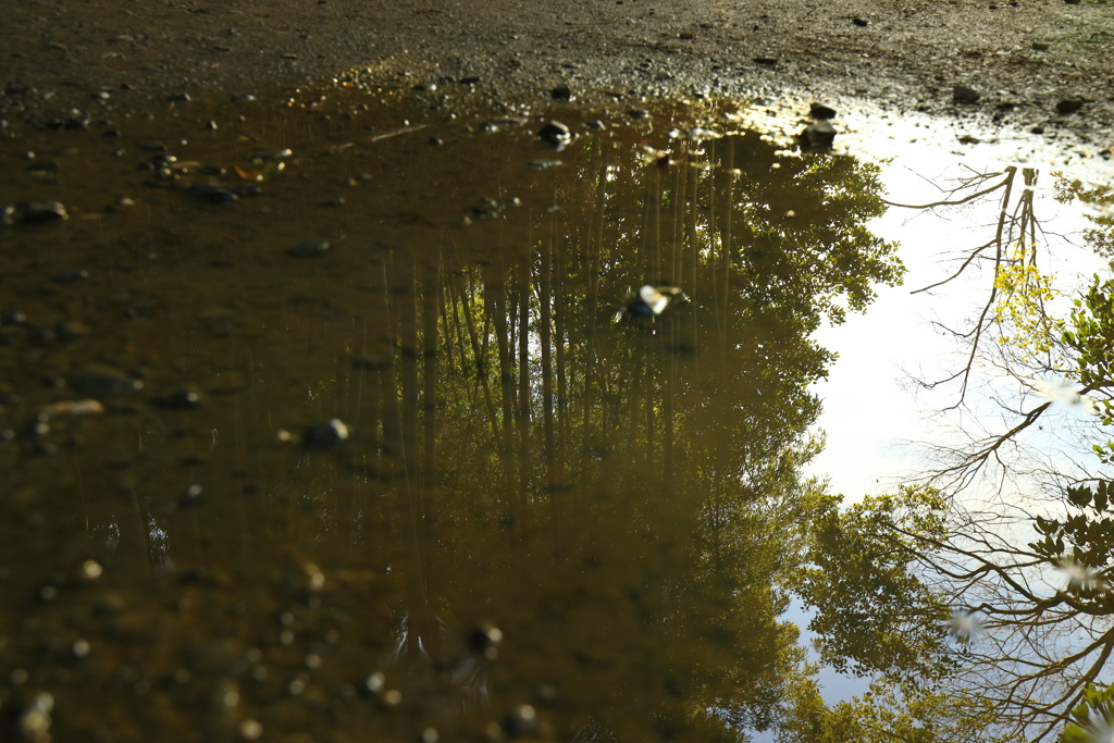 水溜まりに見つけた竹林