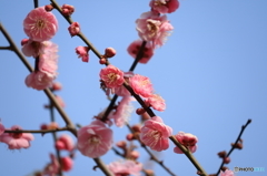 北野天満宮ー梅2