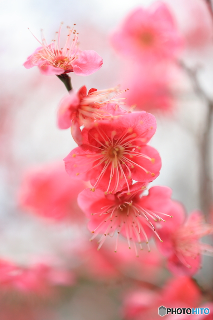 梅の花