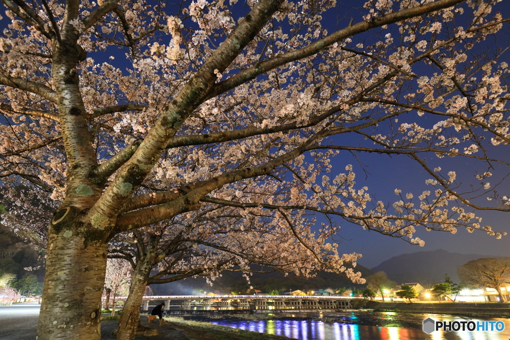 夜桜と渡月橋