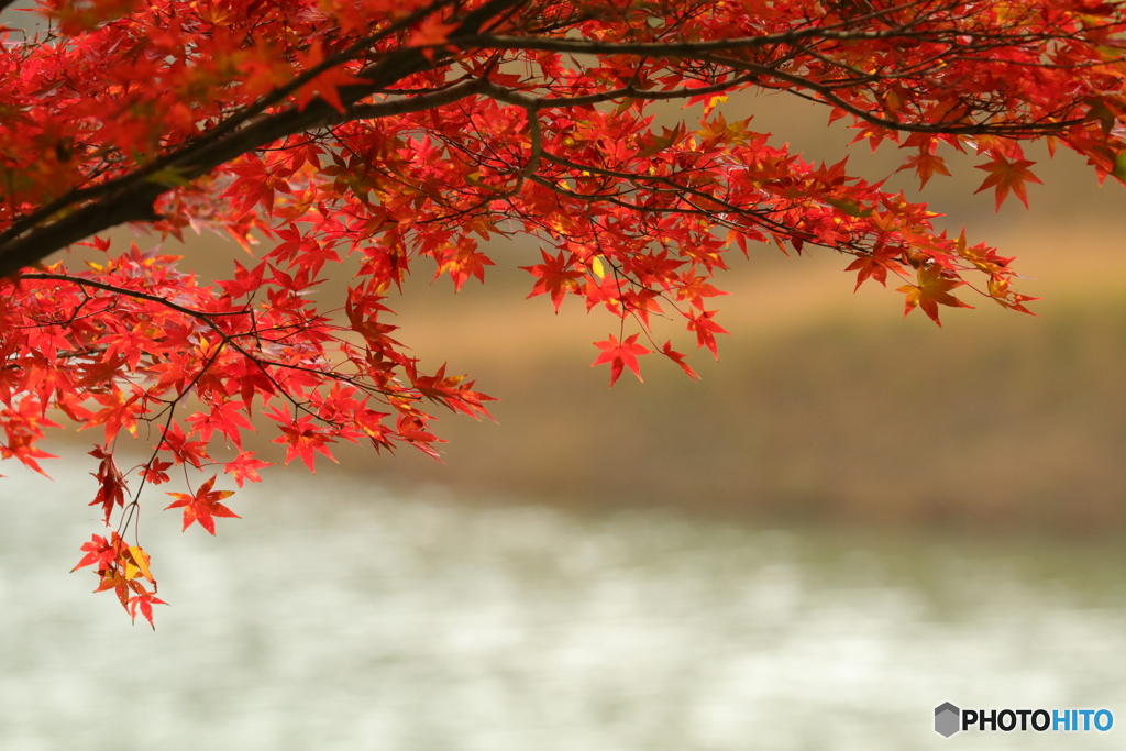 水辺の上の紅葉