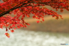 水辺の上の紅葉