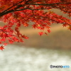 水辺の上の紅葉