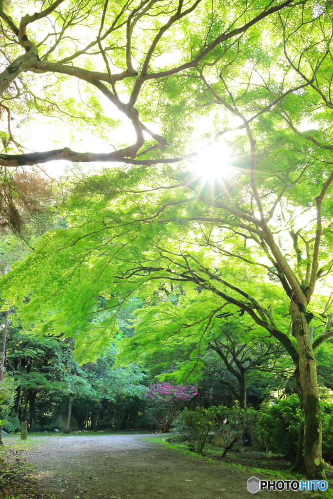 新緑のすき間から朝日