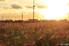 夕陽に照らされて