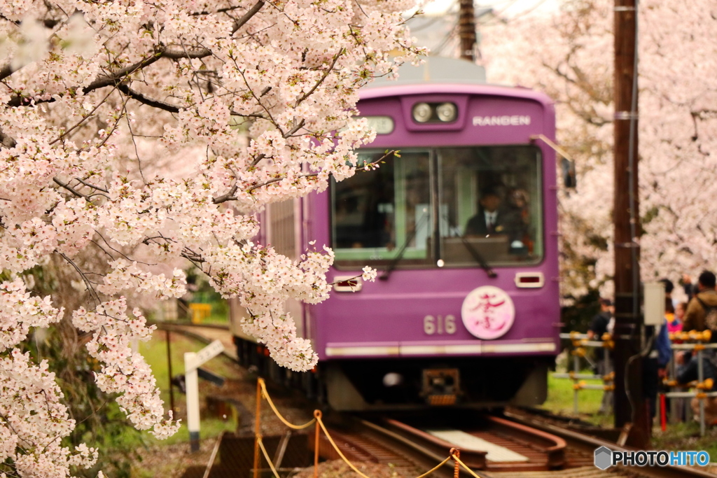 嵐電 桜のトンネル