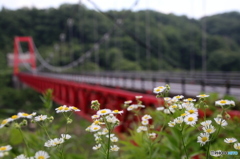 白いお花と赤い橋