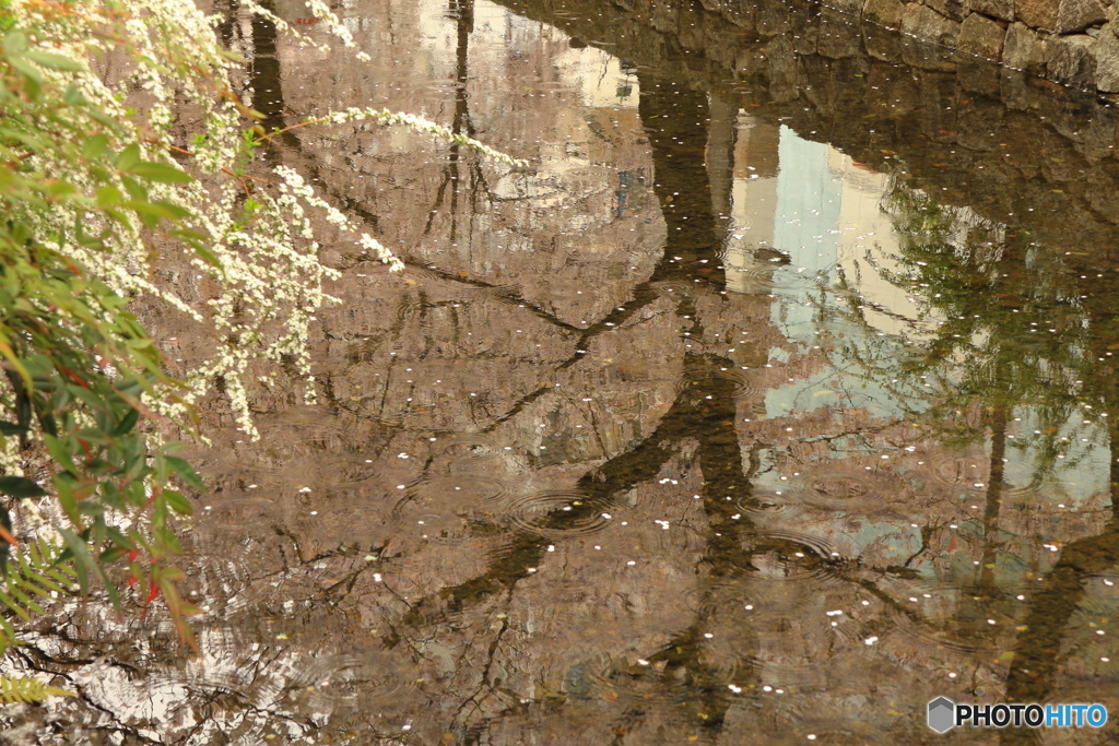 水面に映る桜