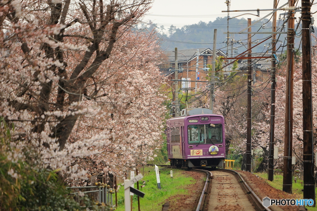 嵐電と桜