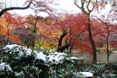 雪と紅葉