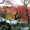 雪と紅葉