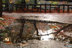 水たまりの景色