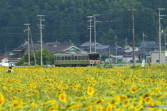 ひまわりを眺めながら