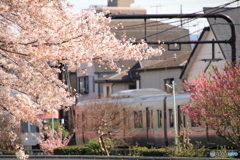 桜の花と京王井の頭線