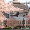 桜の花と京王井の頭線