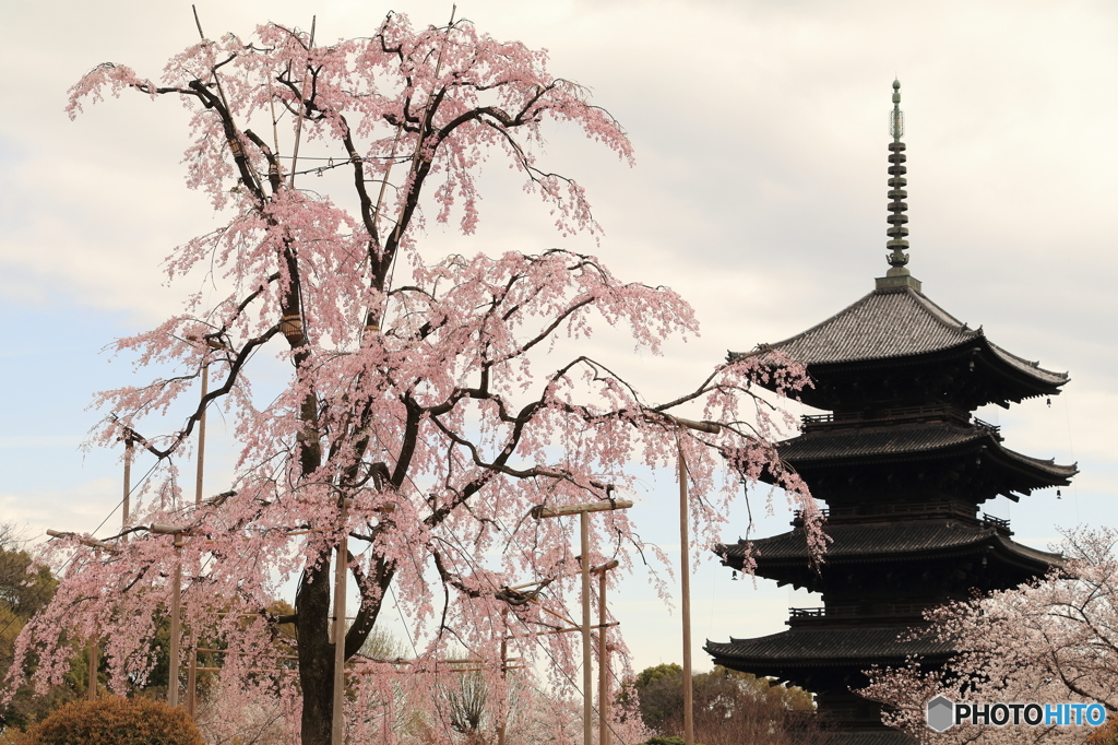 東寺 2016