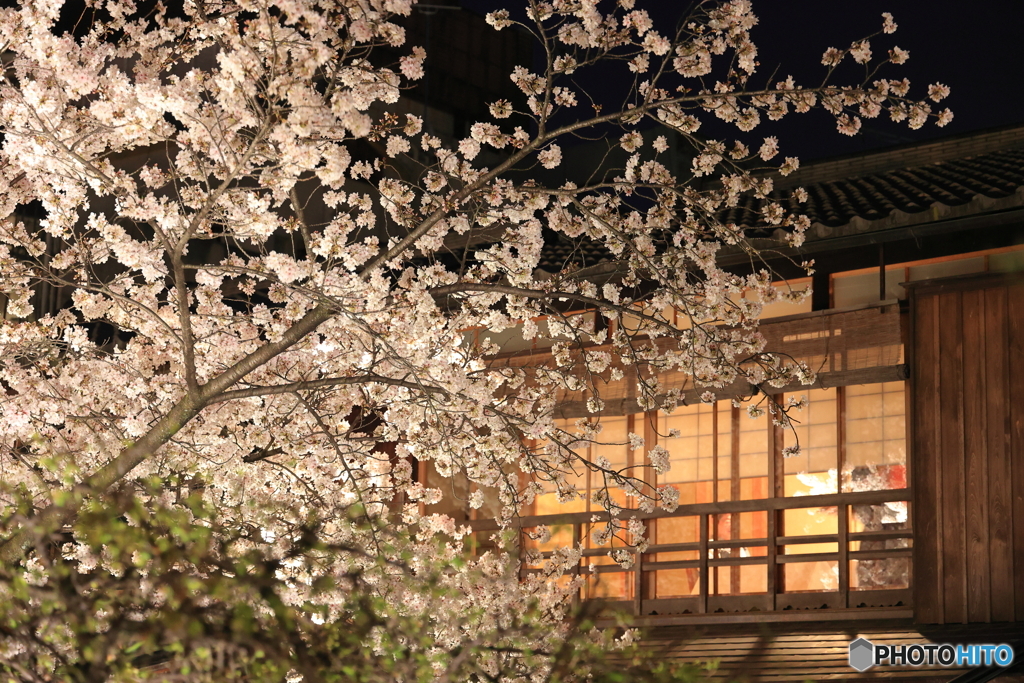 祇園の夜桜 #2