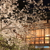 祇園の夜桜 #2