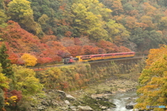 紅葉の中を走るトロッコ列車