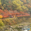 紅葉の中を走るトロッコ列車