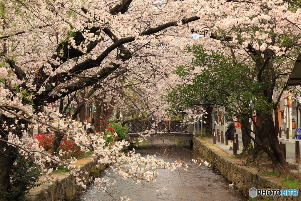 桜並木と川