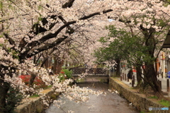 桜並木と川